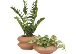Adela Planter
