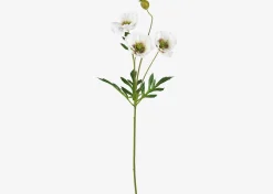 Amity Poppy Stem
