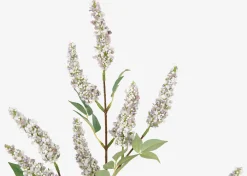 Angie Lilac Stem