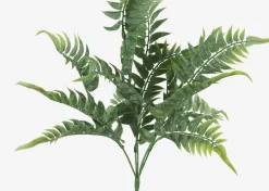 Australia Fern Branch