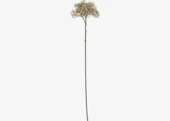Beare Elderberry Stem