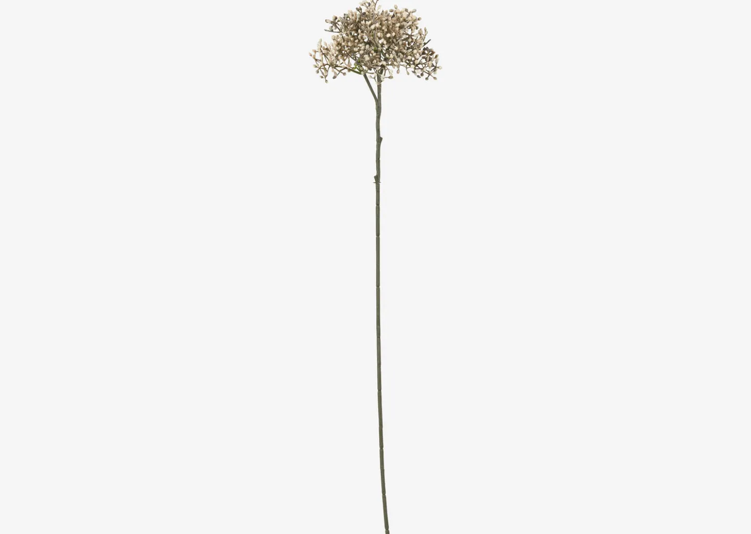 Beare Elderberry Stem