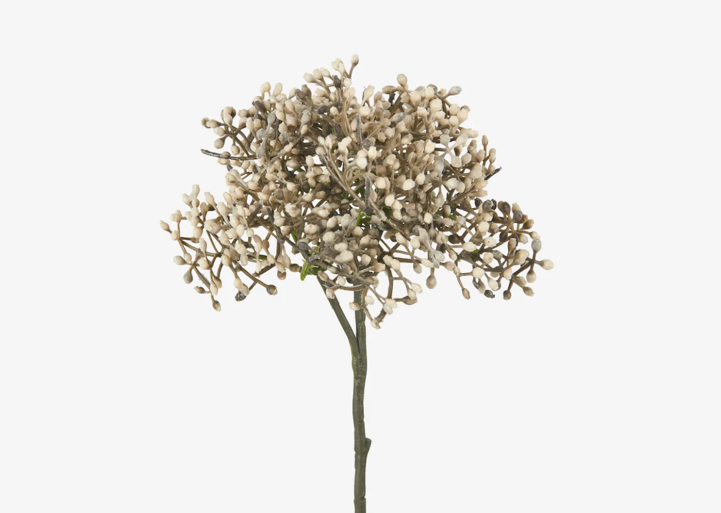 Beare Elderberry Stem