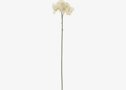 Beare Elderberry Stem