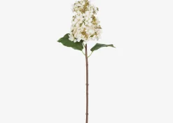 Beth Cone Hydrangea Stem White