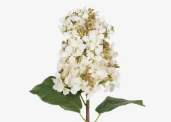 Beth Cone Hydrangea Stem White