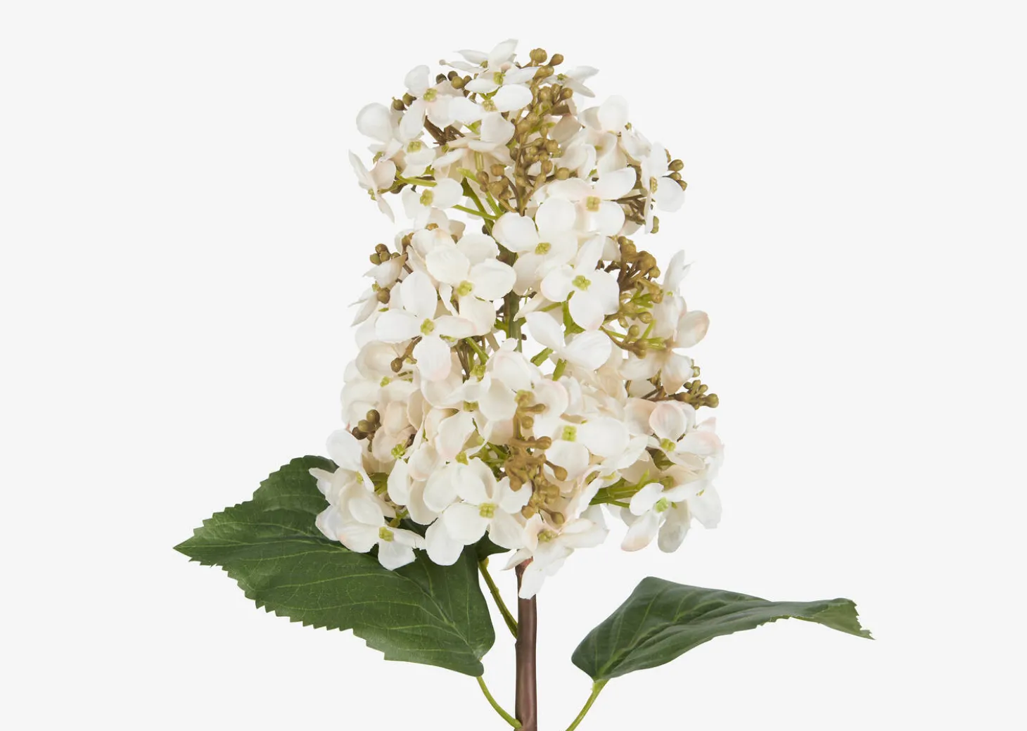 Beth Cone Hydrangea Stem White
