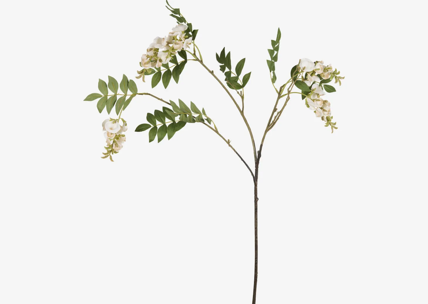 Byer Wisteria Branch