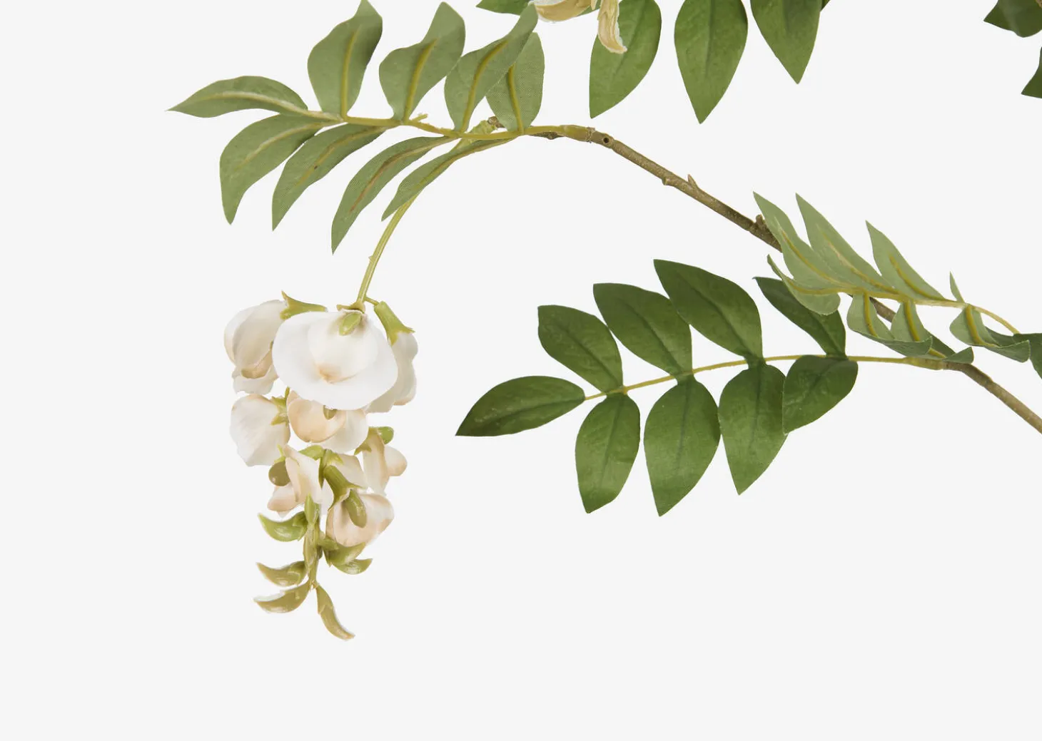 Byer Wisteria Branch