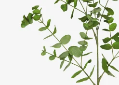 Cale Mini Eucalyptus Spray