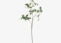 Camellia Leaf Branch