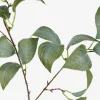 Camellia Leaf Branch
