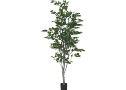 Claude Ficus Tree Potted
