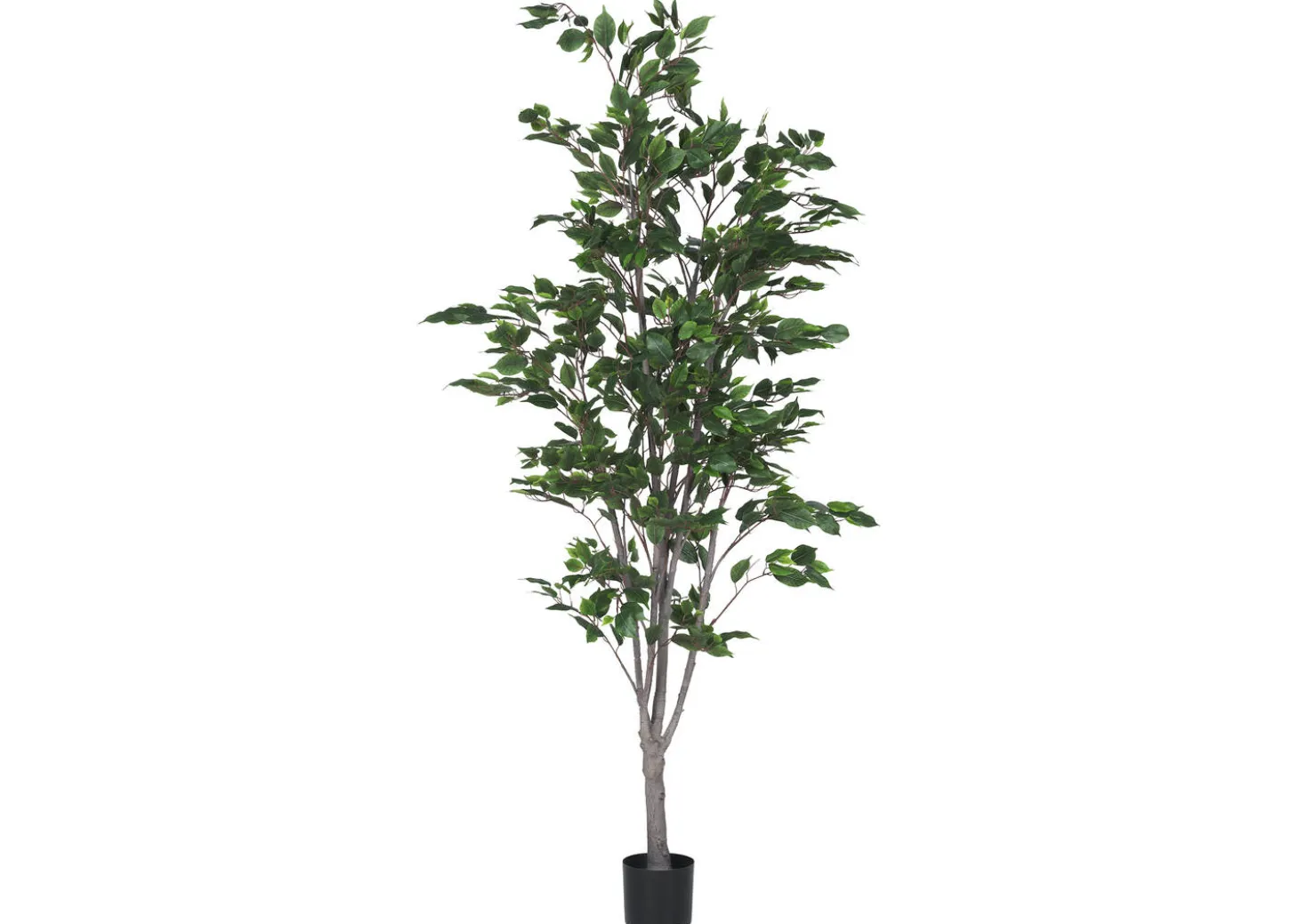 Claude Ficus Tree Potted