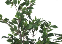 Claude Ficus Tree Potted