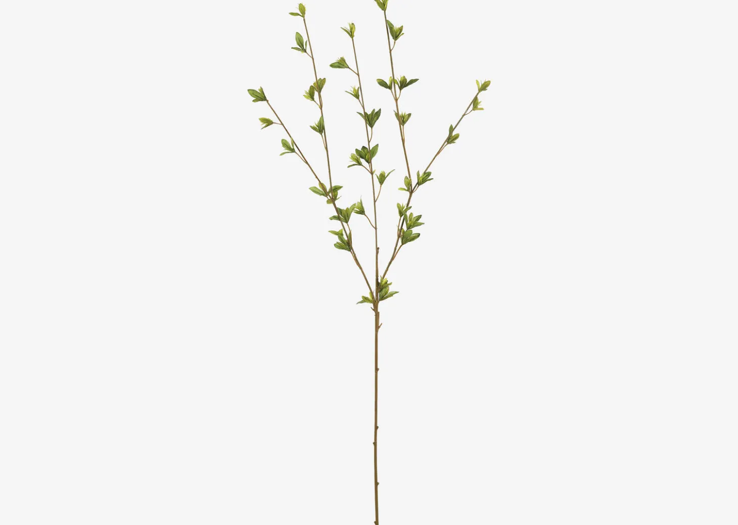 Creek Spring Leaf Branch