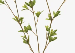 Creek Spring Leaf Branch