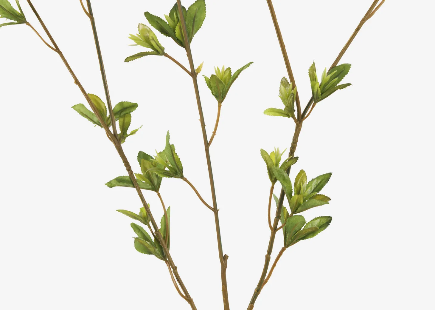 Creek Spring Leaf Branch