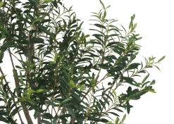 Cyprus Olive Tree Potted 7ft