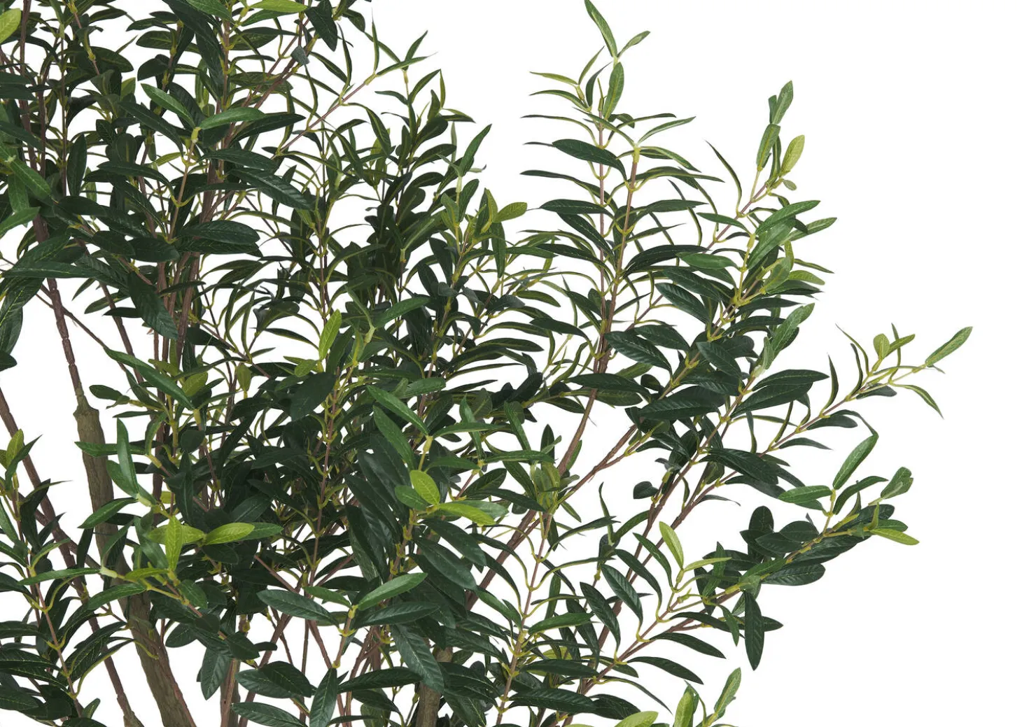 Cyprus Olive Tree Potted 7ft