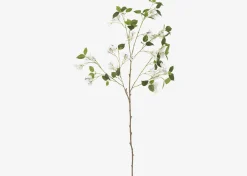 Desi Bougainvillea Branch