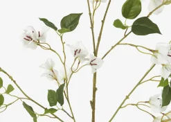 Desi Bougainvillea Branch