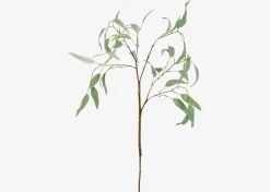 Eucalyptus Caesia Branch