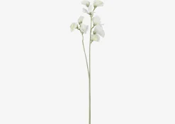 Fiori Sweet Pea Stem