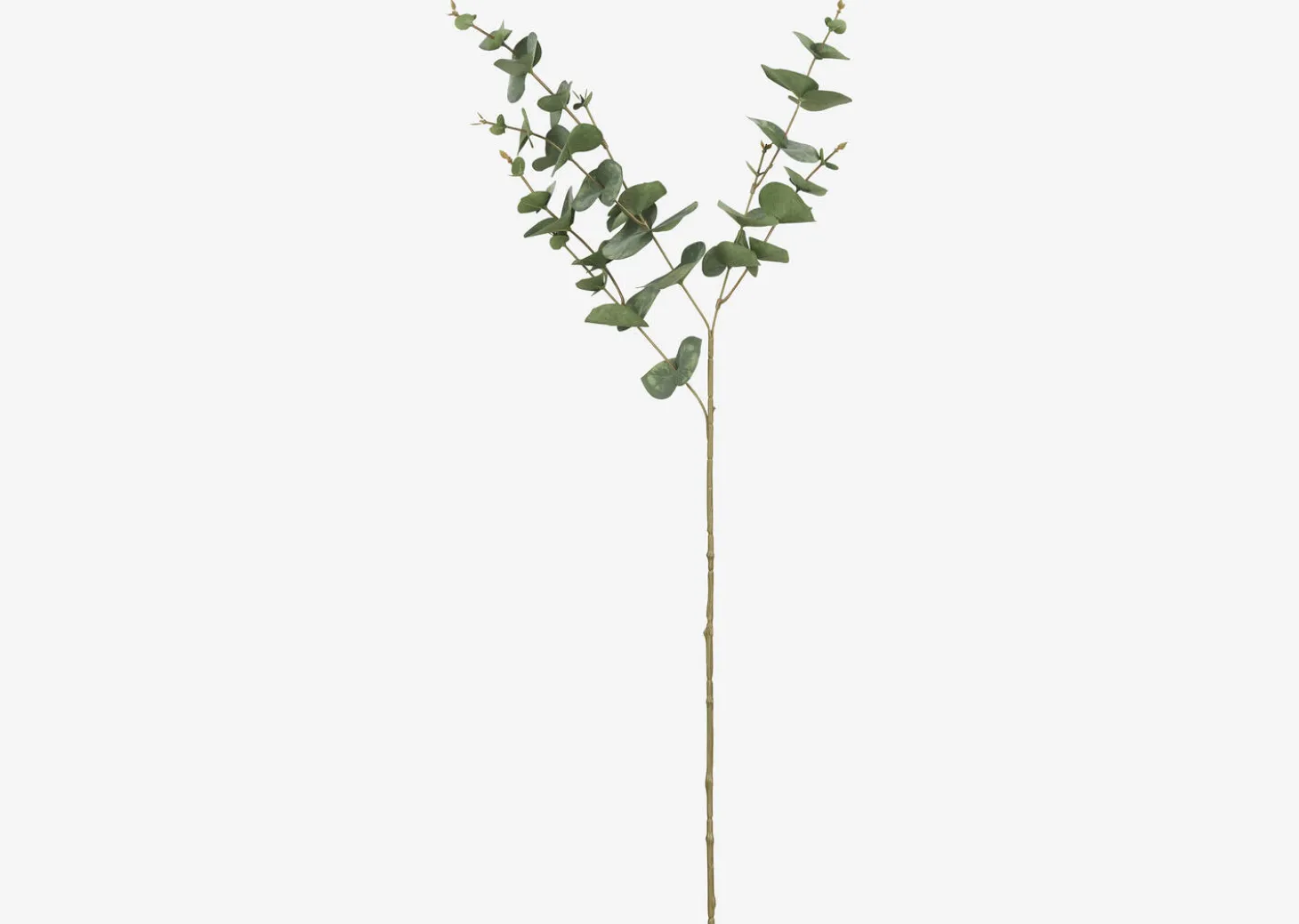 Gibb Eucalyptus Stem