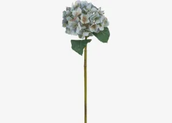 Gretel Hydrangea Stem