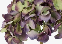 Gretel Hydrangea Stem