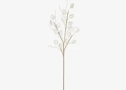 Jojo Lantern Branch