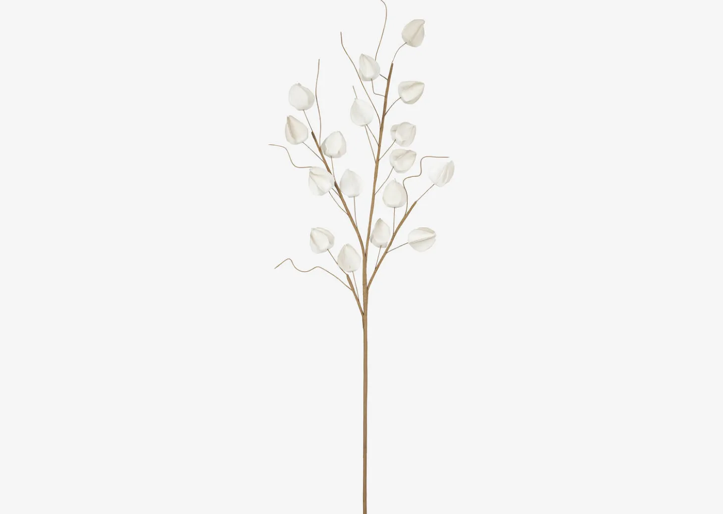 Jojo Lantern Branch