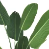 Kani Travelers Palm Potted X-Large