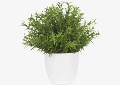 Leesa Rosemary Potted