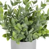 Lidia Jasmine Plant Potted