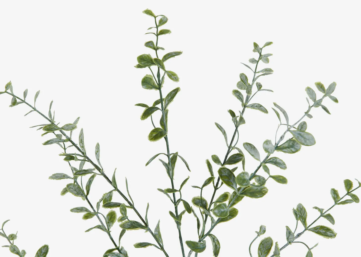 Linnea Leaf Branch