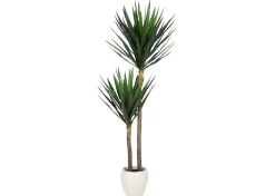 Lucas Yucca Tree Potted