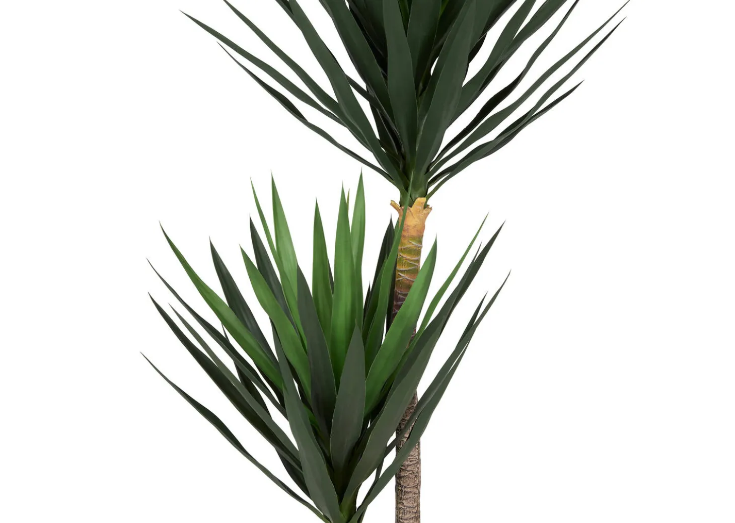 Lucas Yucca Tree Potted