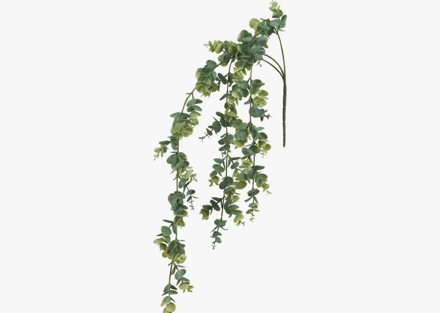 Marla Hanging Eucalyptus