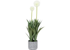 Pom Pom Mum Plant Potted