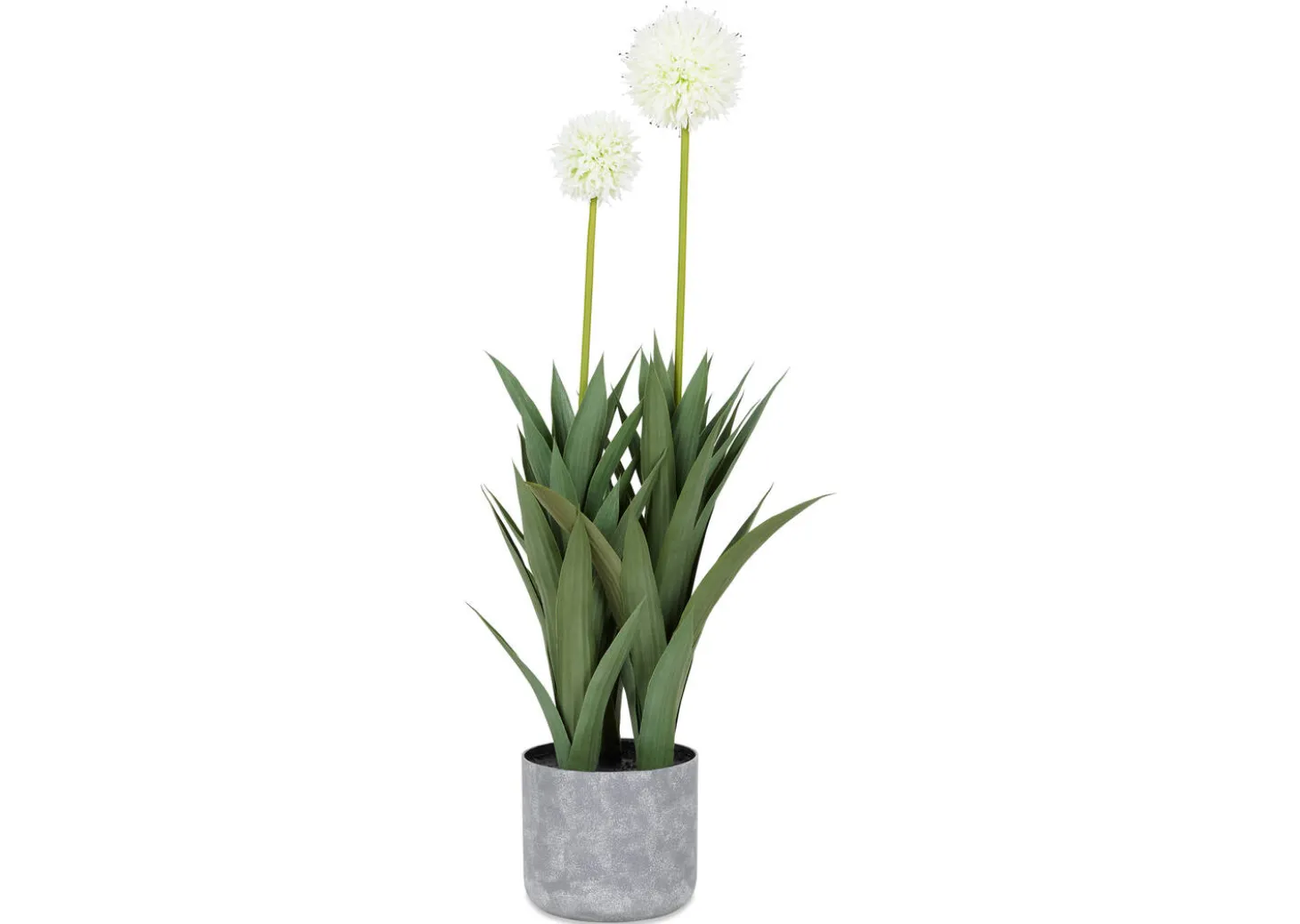 Pom Pom Mum Plant Potted