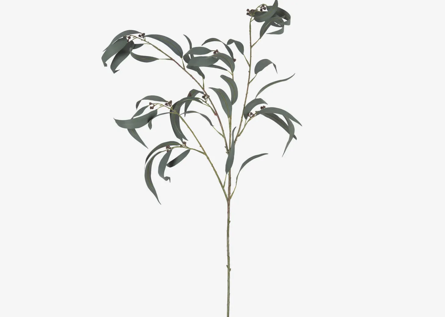 Shay Gumnut Leaf Branch