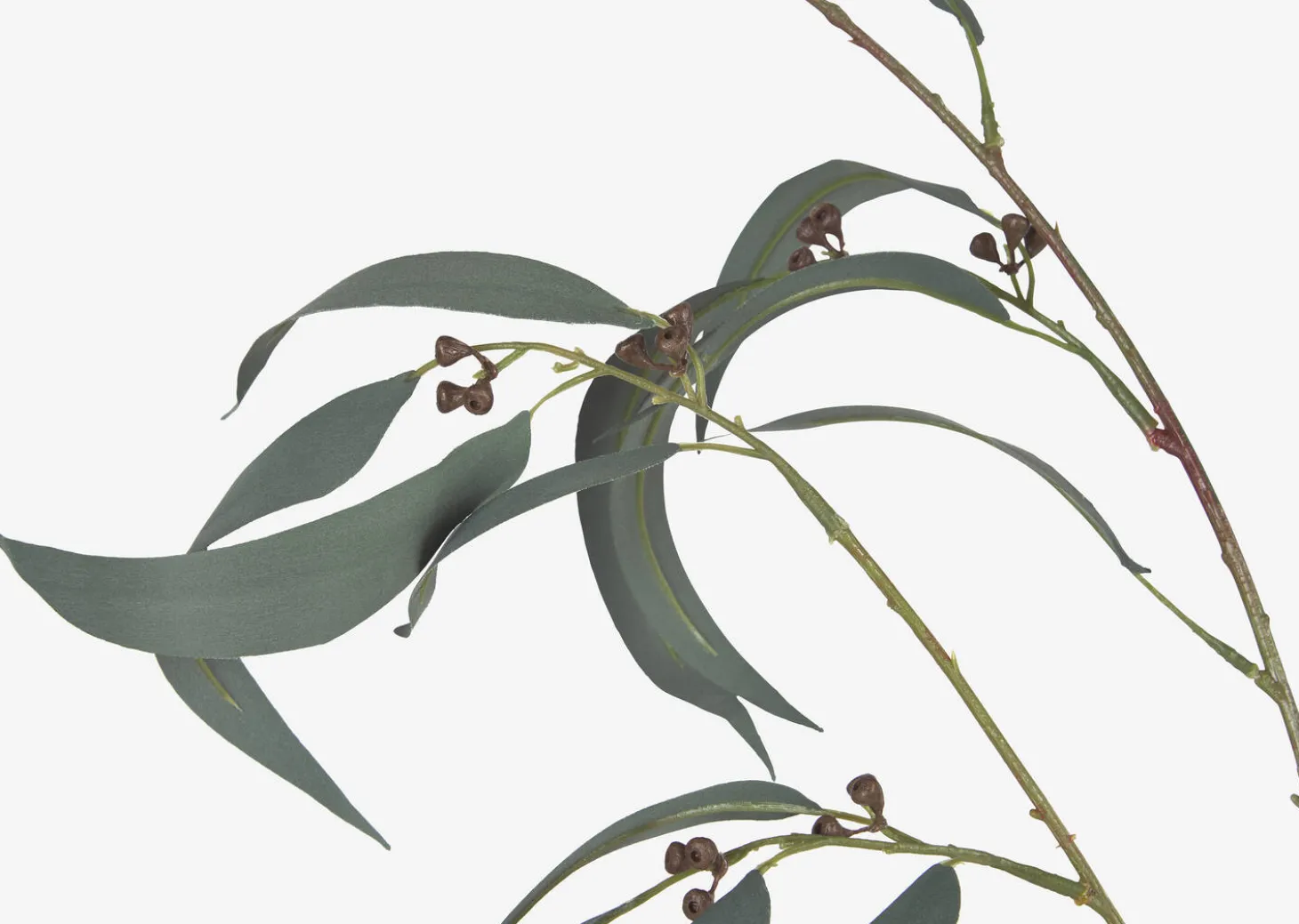 Shay Gumnut Leaf Branch