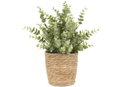 Suri Eucalyptus Plant Potted