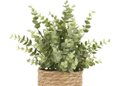 Suri Eucalyptus Plant Potted