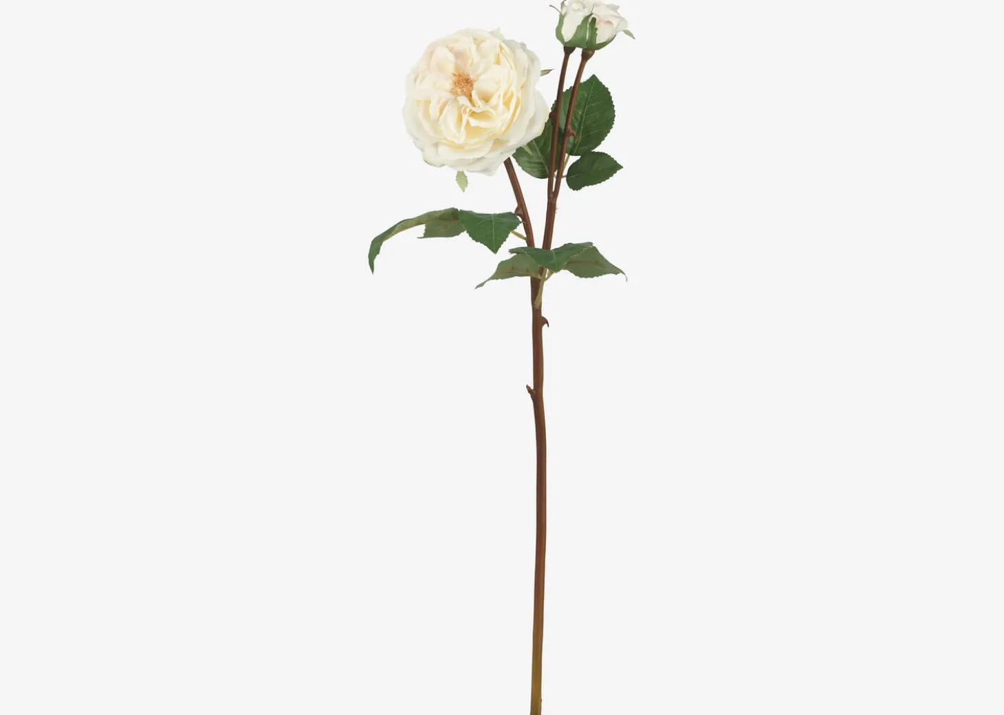 Talia Rose Branch