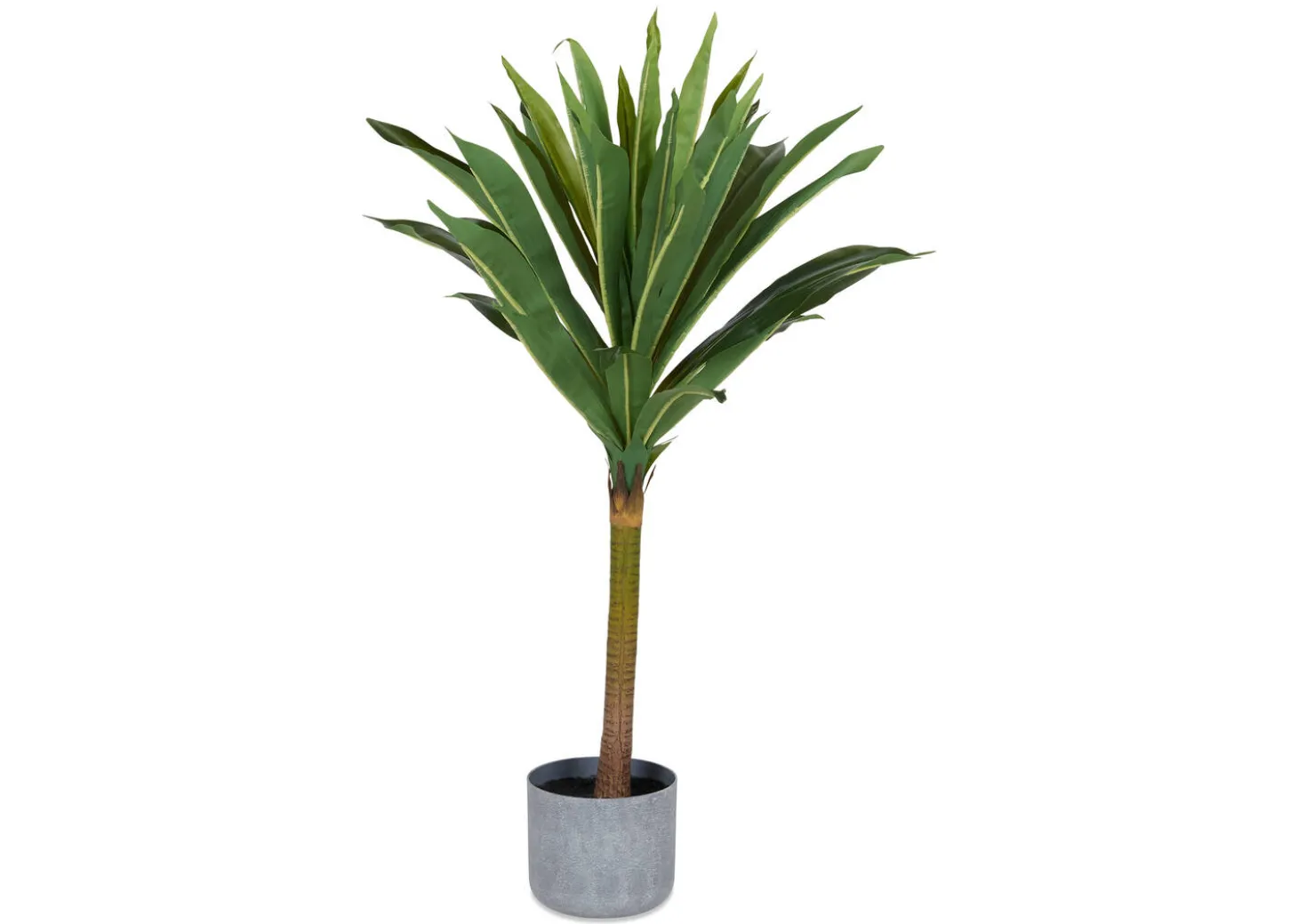 Tate Dracaena Tree Potted