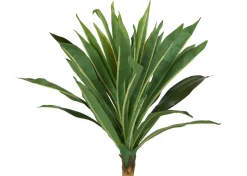 Tate Dracaena Tree Potted