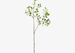 Tegan Variegated Ficus Branch